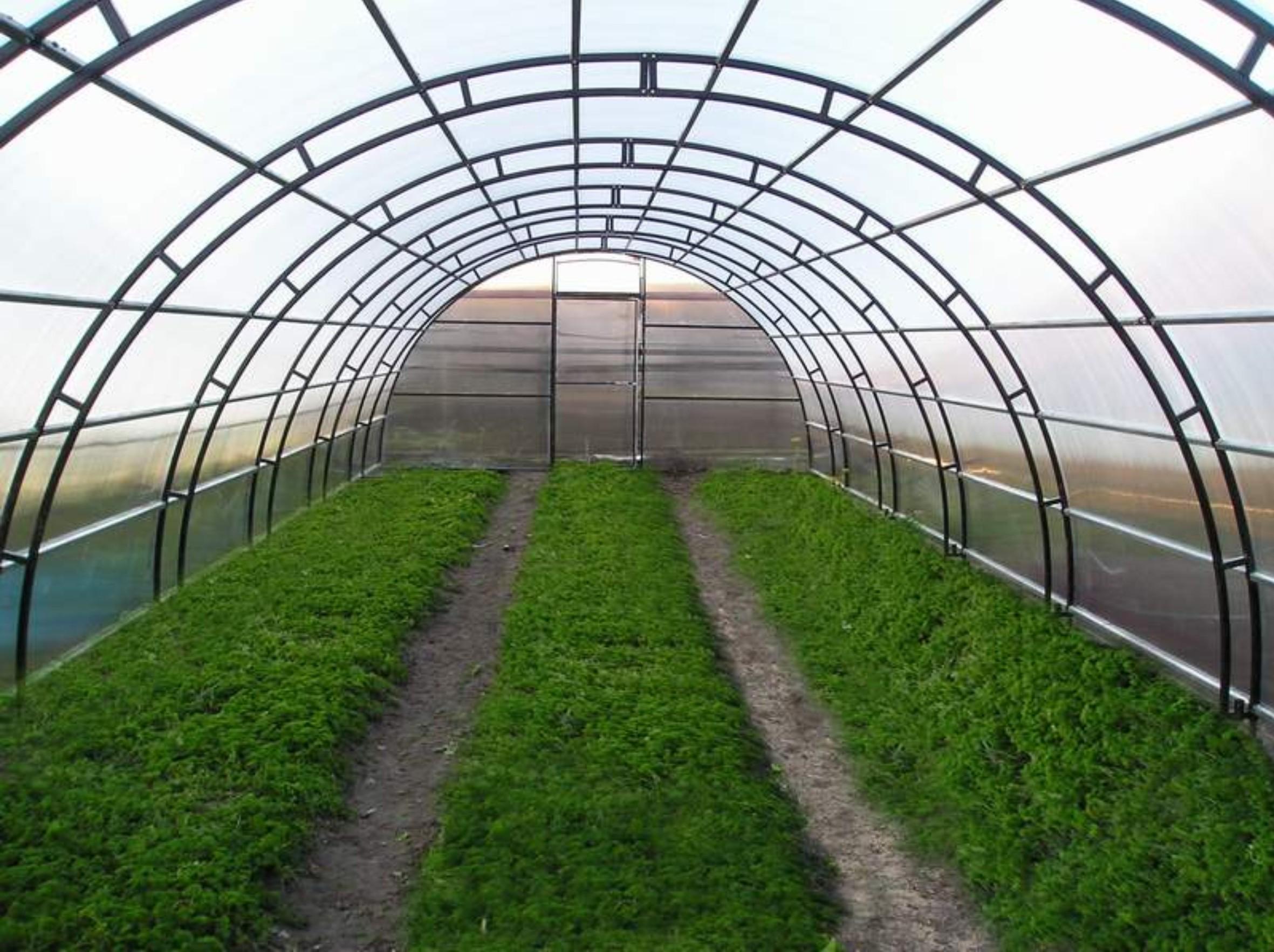 Alimardon Yodgorov built a greenhouse on 1,5 hectares with the assistance of the party in Rishtan district