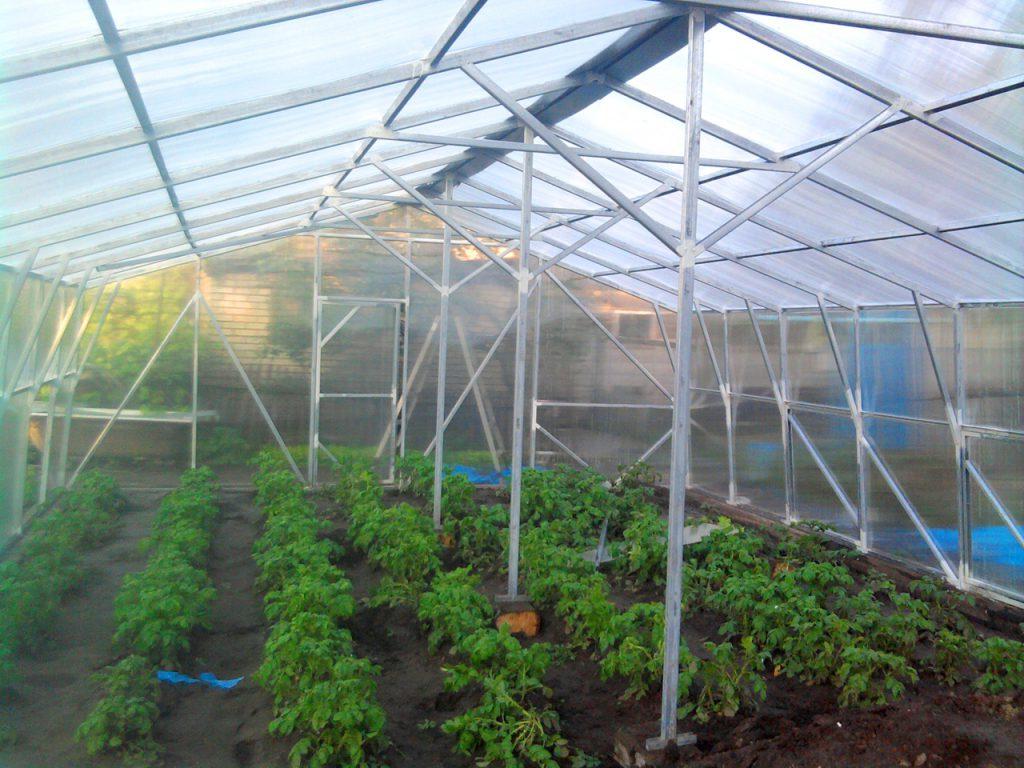 It is possible to receive income of 20-25 million soums per year  from a greenhouse on 2 ha