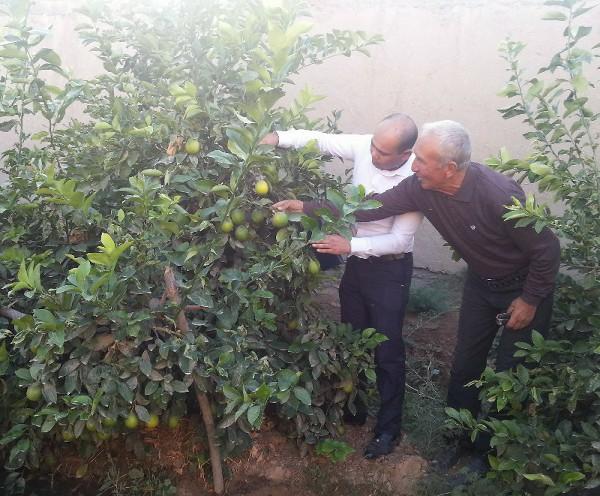 Файзулла-бобо в этом году от лимонов на своем приусадебном земельном участке намечает получить 25 миллионов сумов прибыли