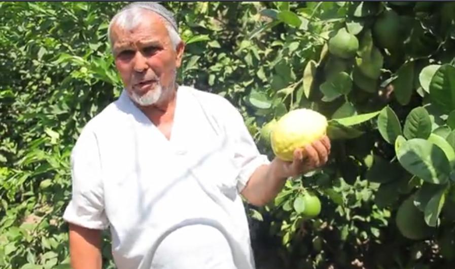 UzLiDeP`s activist creates a school for growing citrus seedlings with the assistance of the party (VIDEO)