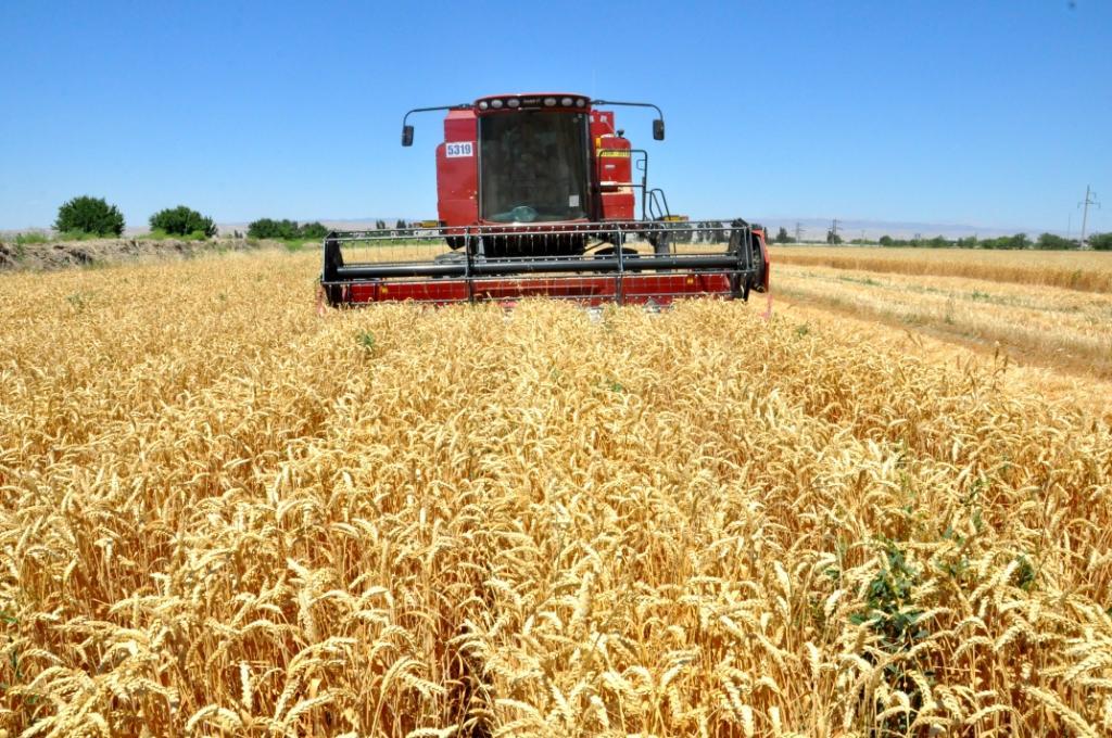 О мерах по широкому внедрению рыночных принципов в производство, закупку и реализацию зерна