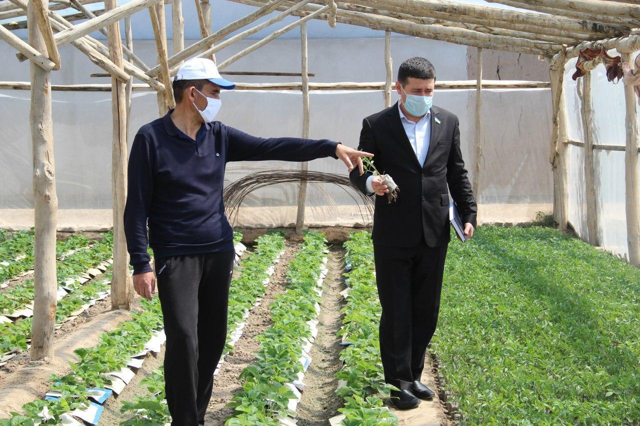 UzLiDeP deputy will help an experienced farmer in modern greenhouse construction