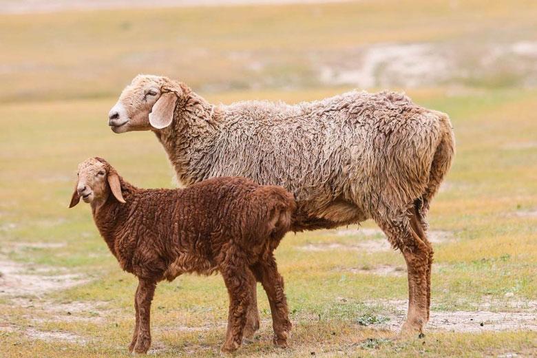 В Канимехе депутат предоставил 14 нуждающимся семьям овец на откорм.