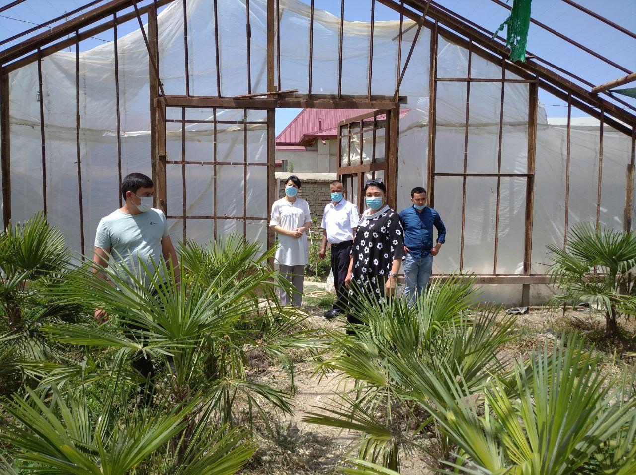 Олтинкўллик O‘zLiDeP фаоли пальма кўчатини экиш учун 10 гектар ер ажратиб беришини сўради 