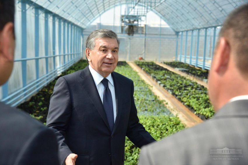 President of our country gave instructions to develop a special decree on the development of potato seed production