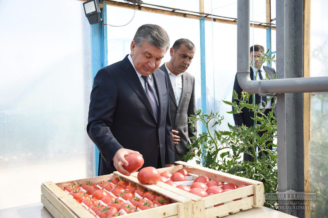 Intensive gardens on 800 hectares were established by the instructions of the President of our country in the Turakurgan district