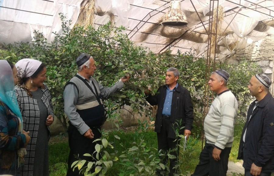An entrepreneur from Sokh district grows lemons in a greenhouse  with an area of 4 ha