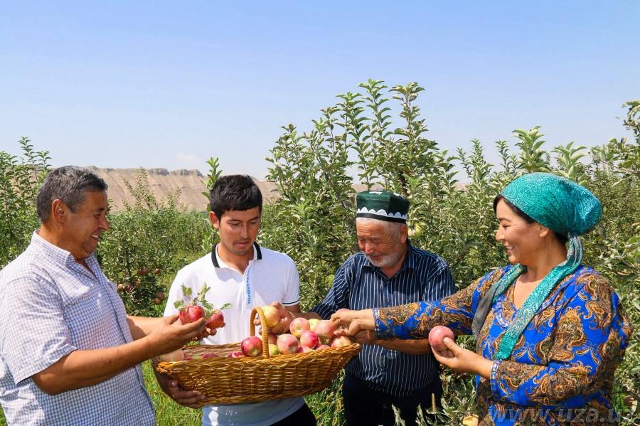 The head of the primary organization helped to plant the garden of early ripe apple trees in Kasansay