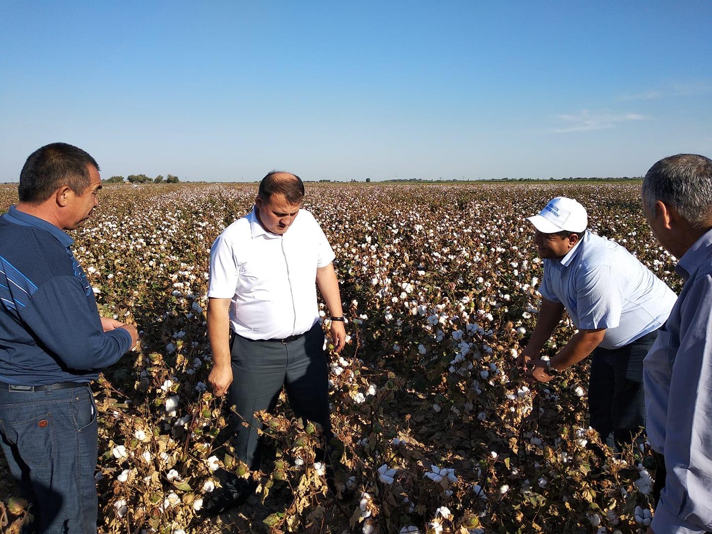 The leader of UzLiDeP: timely payment to cotton pickers increases labor productivity