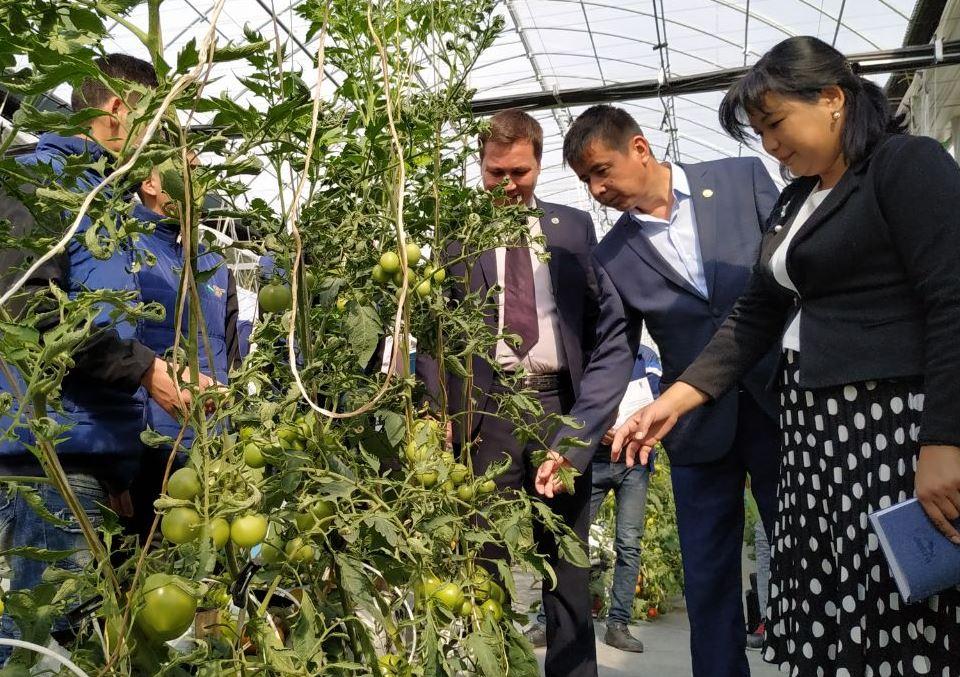 UzLiDeP hosts a master class for unemployed youth of Nayman in hydroponic greenhouse