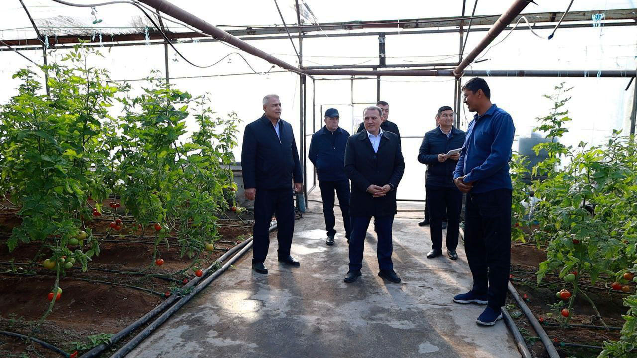 Suxondaryolik tadbirkor “Roja” pomidorining bir tupdan 5 kilogramm hosil olmoqda